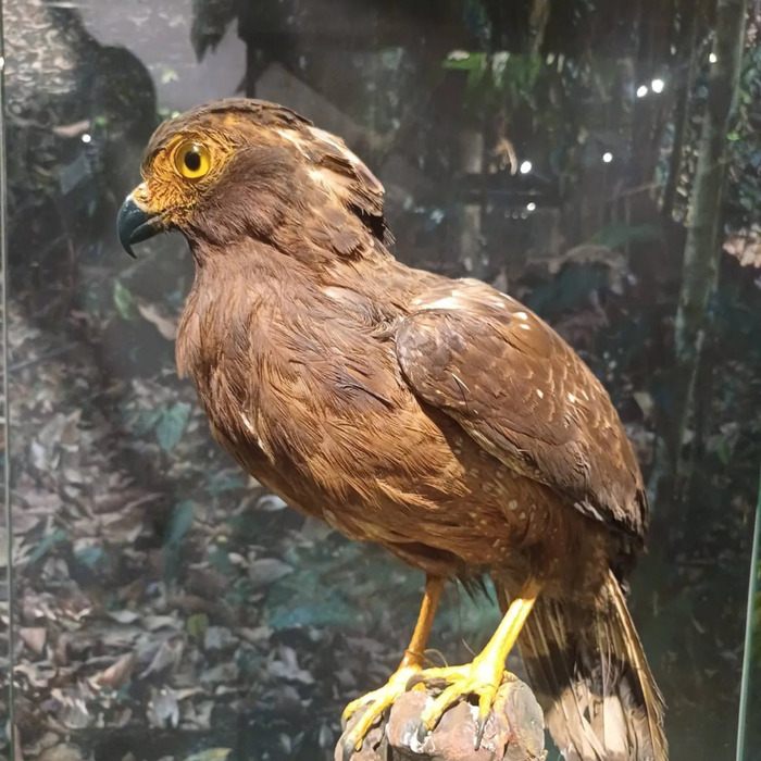 菲律賓國鳥圖片