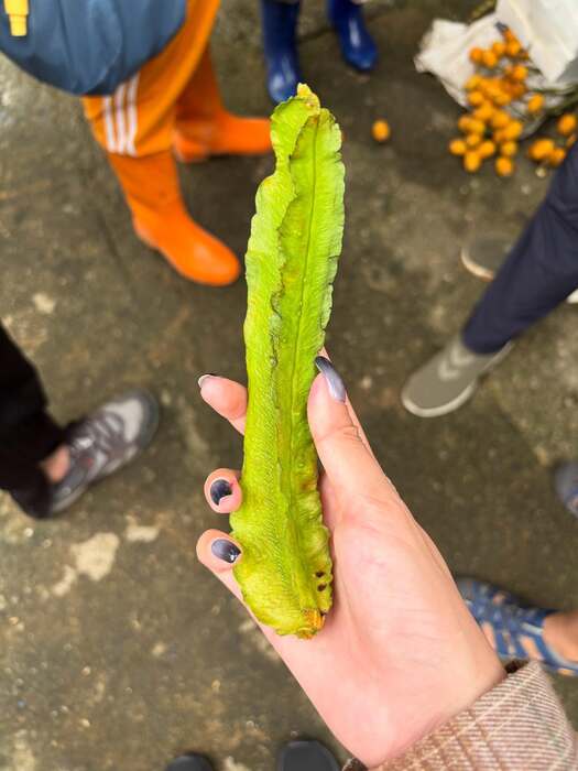 伊富高梯田生產的翼豆圖片